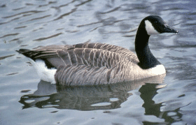 Canada Goose