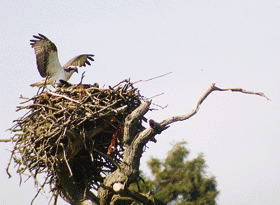 Osprey on nest